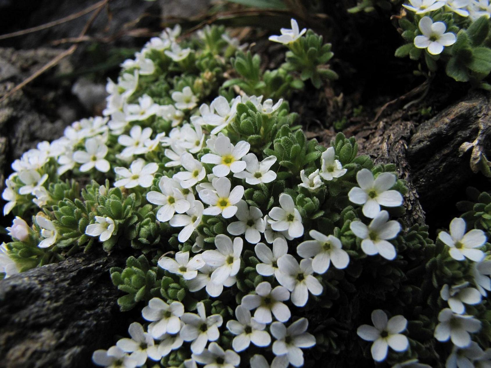 Sentieri ferrati, sentieri fioriti: i fiori dell''Albiolo